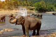 elephant jouant dans leau
