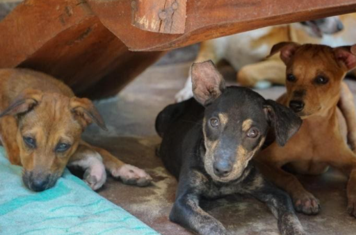 Protection et soins des chiens du refuge de l’île du Paradis à Aluthgama au Sri Lanka