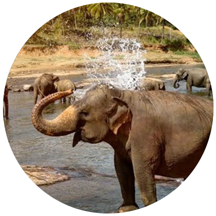 environnement sri lanka agence de voyage aloka sanna