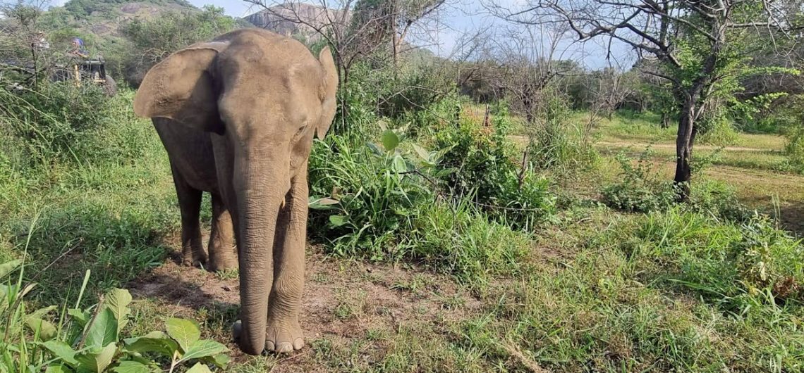 elephant sri lanka aloka sanna