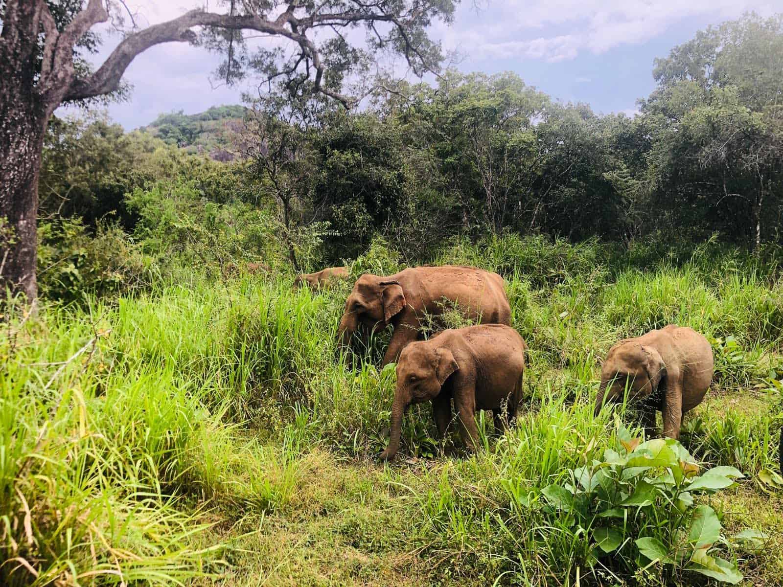 Famille d'éléphants lors d'un safari au Sri Lanka