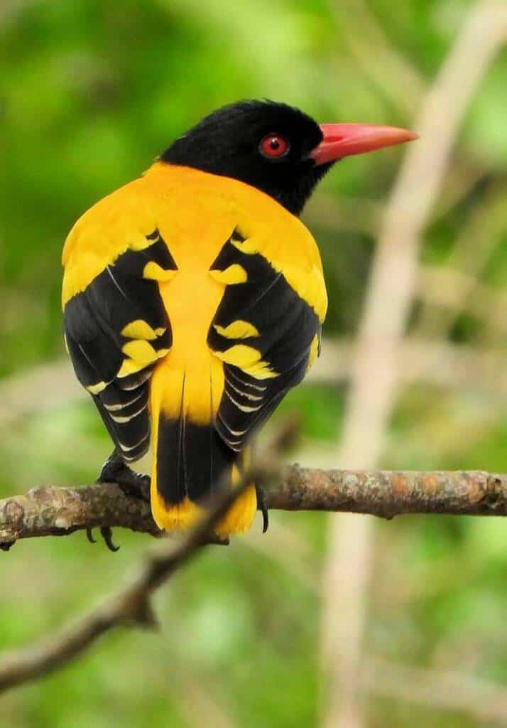 Oiseau à voir lors d'un safari au Sri Lanka