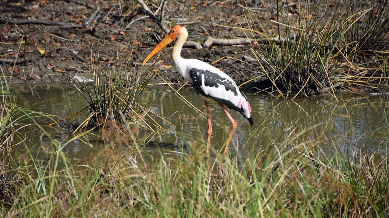 Observer les oiseaux au Sri Lanka