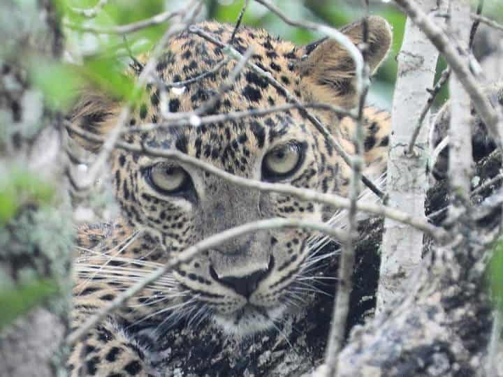Panthère observée lors d'un safari au Sri Lanka