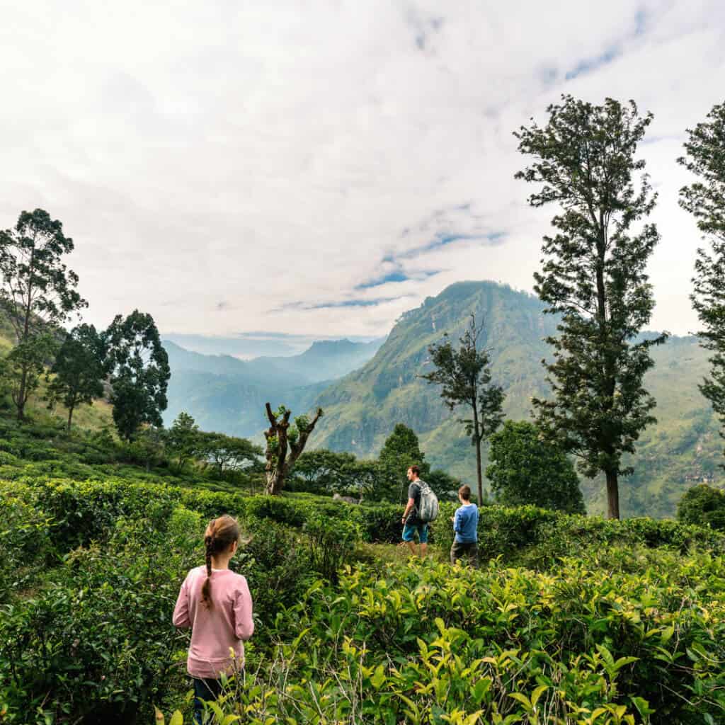 Balade en famille dans les rizières verdoyantes du Sri Lanka