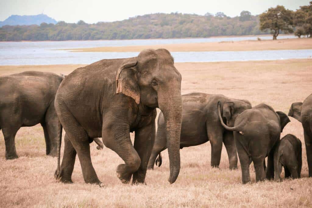 Éléphants dans un parc national du Sri Lanka