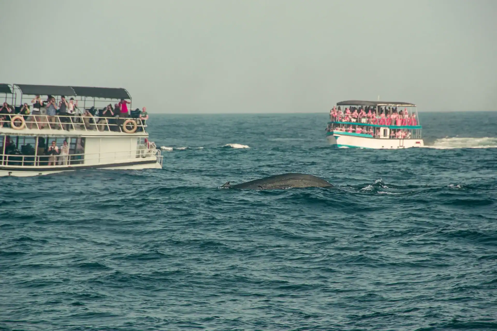 Touristes sur bateaux au Sri Lanka pour observer baleines pratique que nous refusons de proposer découvrez pourquoi