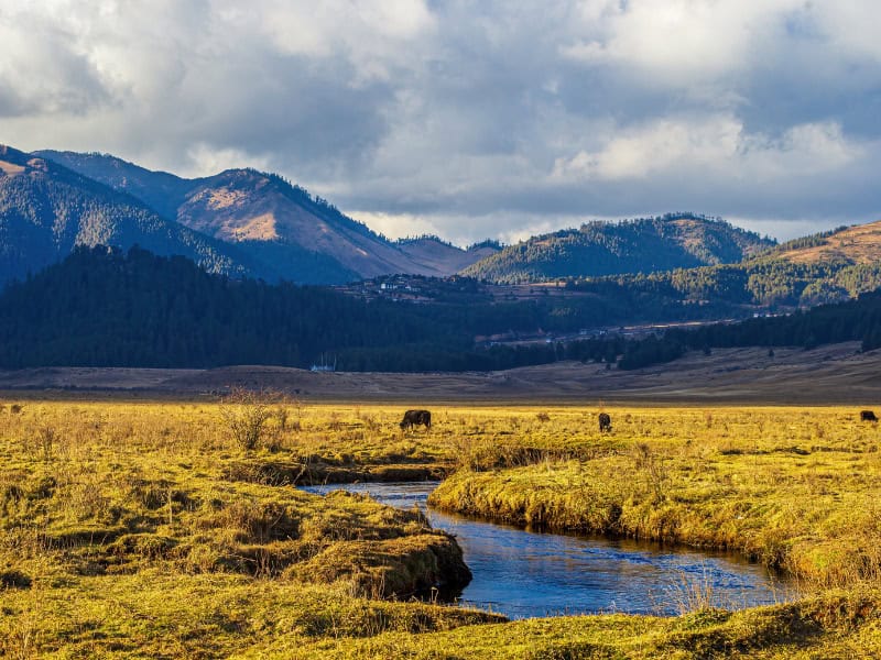 Vallée verdoyante de Phobjikha au Bhoutan