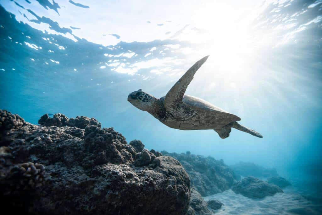 snorkeling au sri lanka