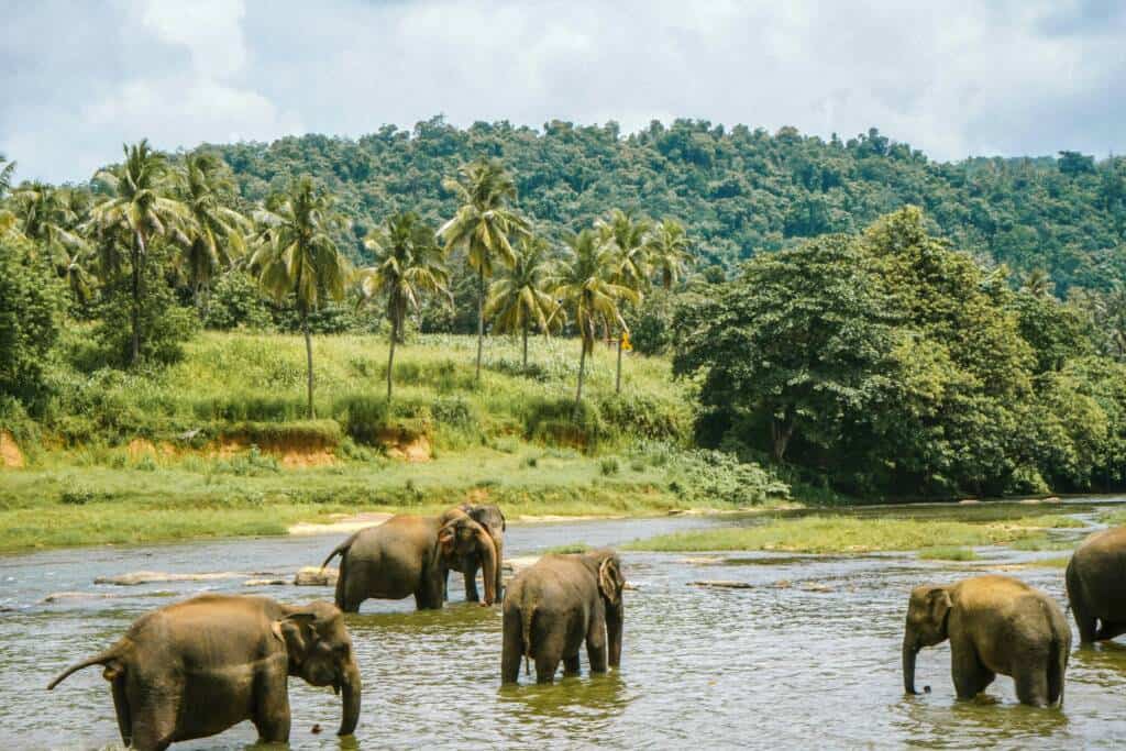 Faire un safari au Sri Lanka en septembre