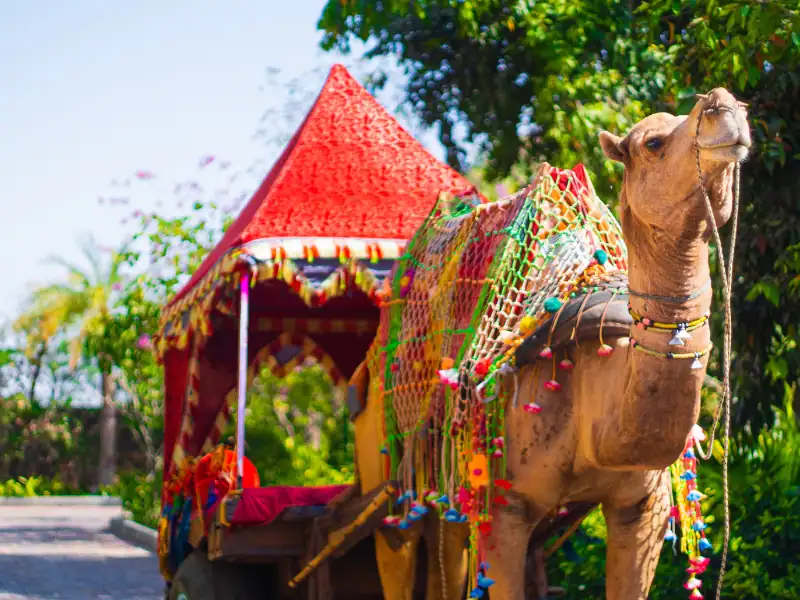 Camel lors du festival Bikaner à Pushkar dans le Rajasthan en Inde lors d'un itinéraire unique