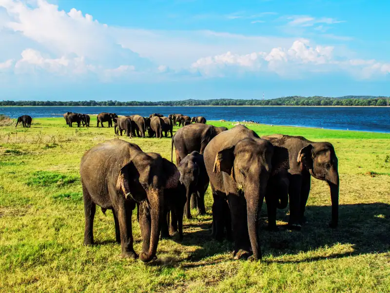 Rassemblement d'éléphants près d'un réservoir d'eau dans le parc de Minneriya au Sri Lanka. Observation de la faune et de la flore lors d'un itinéraire unique et authentique