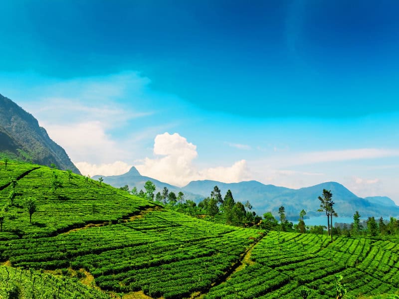 Vue sur les plantations de thé dans la région de Maskeliya au Sri Lanka, avec collines verdoyantes et ciel bleu éclatant voyage sur mesure