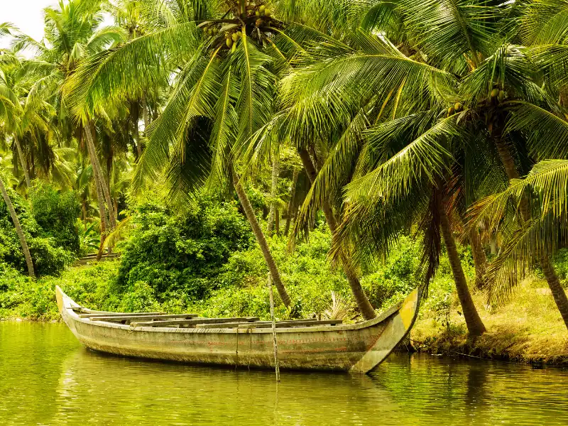 Paysage tropical barque sur les backwaters du Kerala en Inde végétation luxuriante en arrière-plan
