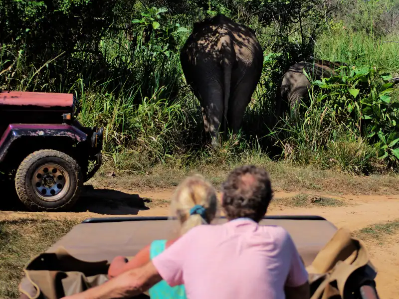 couple observant un éléphant lors d'un safari au sri lanka voyage à deux