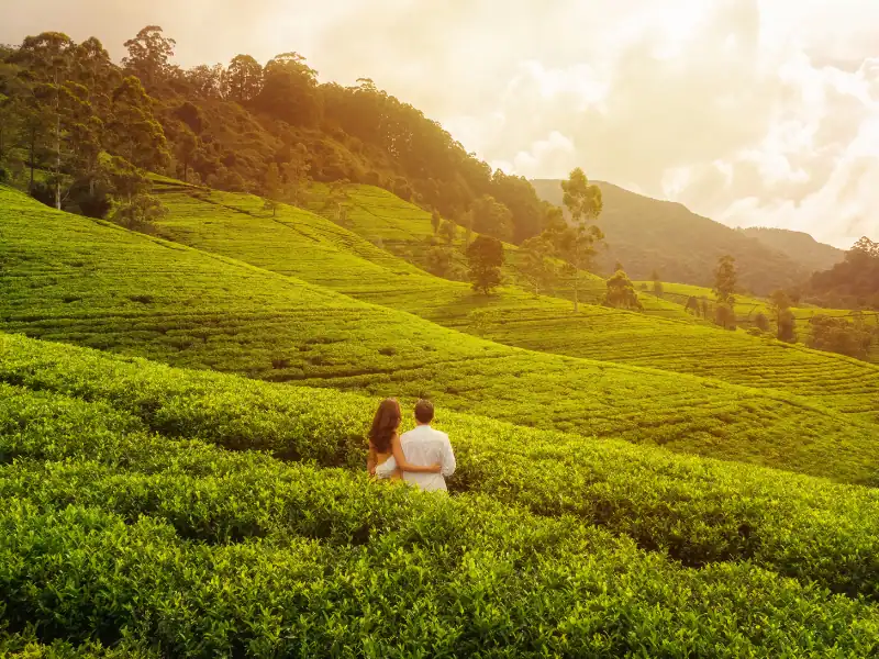 Couple s'enlaçant dans des collines de plantations de thé au Sri Lanka séjour romantique
