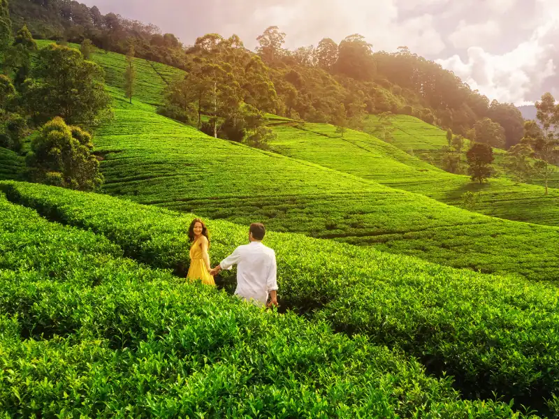 Couple romantique se tenant la main dans les plantations de thé verdoyantes au Sri Lanka