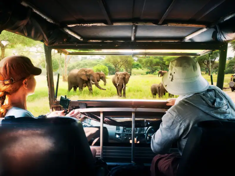 Couple observant des éléphants dans un parc national à bord d'une jeep lors d'un safari au Sri Lanka