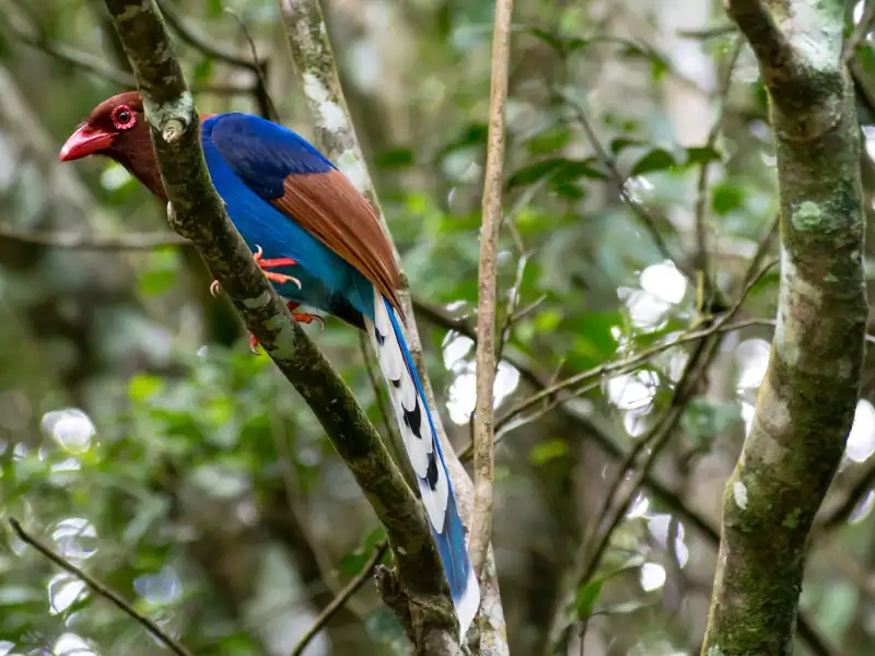 Oiseau endémique du Sri Lanka posée sur une branche d'arbre dans la forêt de Sinharaja