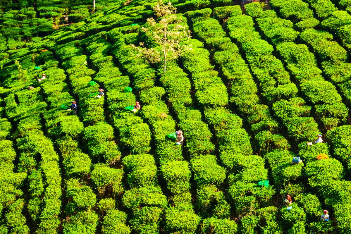 Vue sur les plantations de thé où les cueilleuses s'activent dans les collines au Sri Lanka