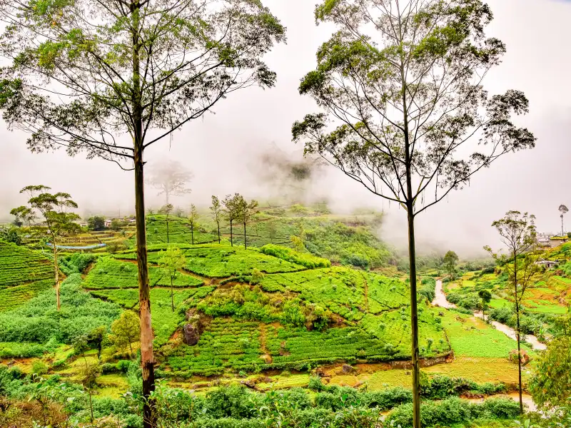 Vue imprenable sur les plantations de thé et la nature luxuriante au Sri lanka vacances printemps