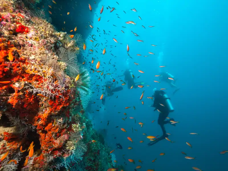 Personnes faisant de la plongée et observant des coraux dans les fonds marins aux Maldives