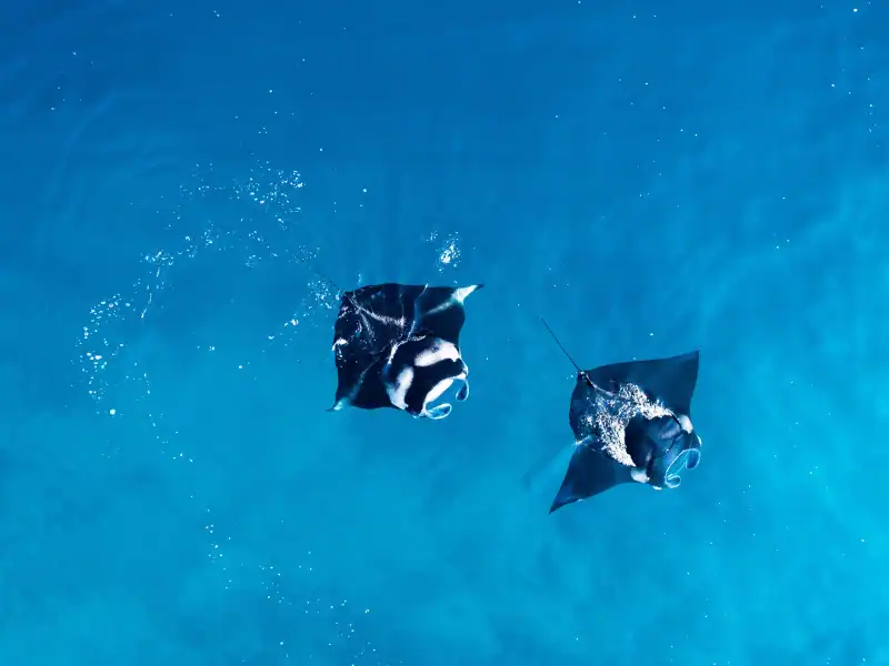 Deux magnifiques raies manta dans la mer aux Maldives