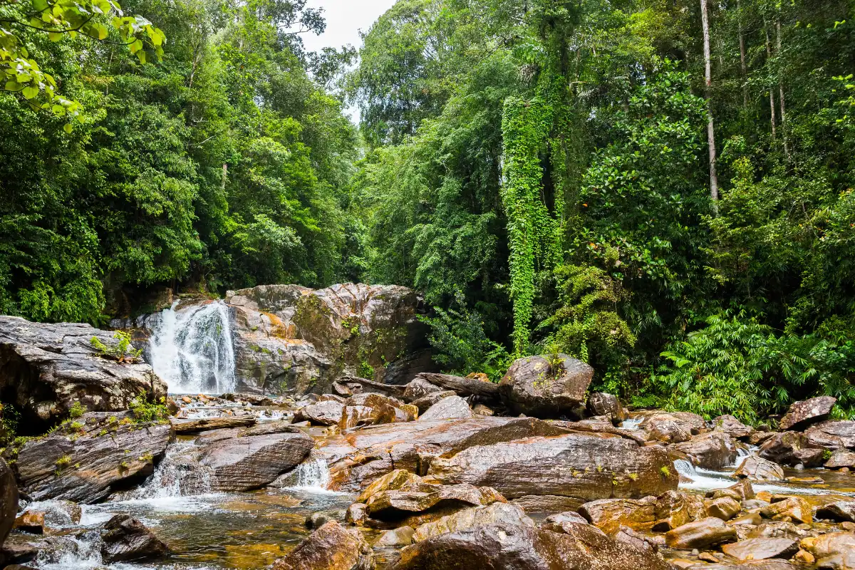 Paysage de la forêt tropicale de Sinharaja avec vue sur la nature luxuriante et sur une cascade au Sri Lanka