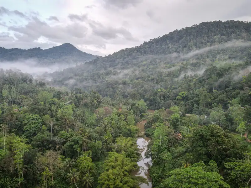 Vue imprenable et panoramique sur la végétation de la forêt tropicale Sinharaja au Sri Lanka