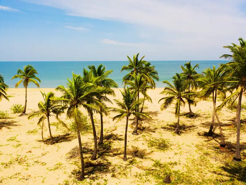 Vue sur bord de mer, plage paradisiaque turquoise avec palmiers sur sable blanc au Sri Lanka Voyage sur mesure
