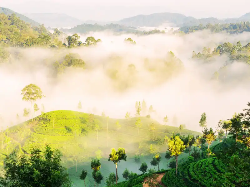 Vue imprenable sur les collines verdoyantes du Sri Lanka où se dressent les plantations de thé