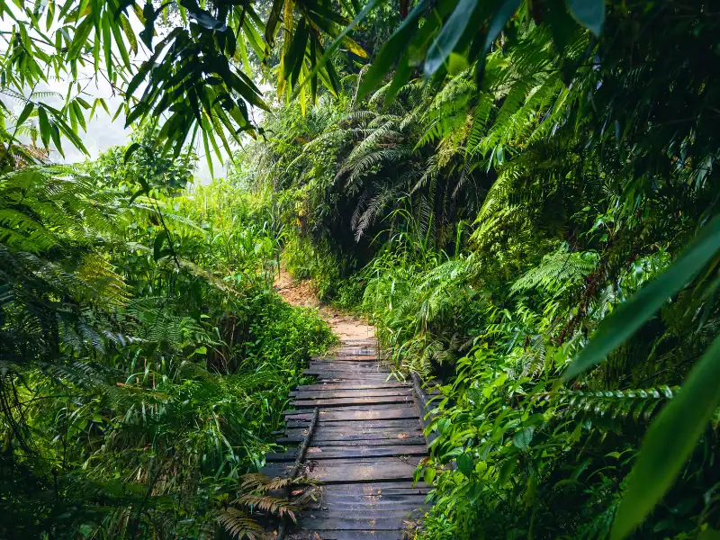 Vue sur un sentier de randonnée dans la forêt tropicale de Sinharaja au Sri Lanka