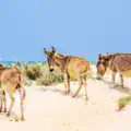 Kalpitiya : destination coup de cœur pour un voyage au Sri Lanka cet été 