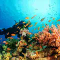 Voyage au Sri Lanka : plongée au cœur des récifs tropicaux