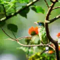 Voyage ornithologique au Sri Lanka : le paradis du birdwatching en Asie
